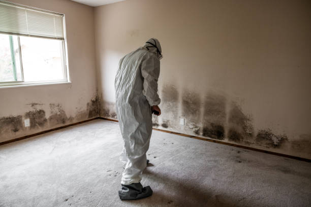 Best Mold Odor Removal Services  in Black River, NY